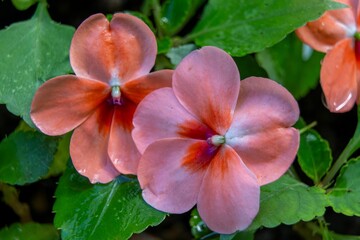 Vibrant pink flowers in a garden