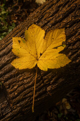 Large autumn leaf resting on a tree trunk