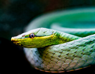 serpiente bejuquillo verde 
