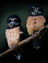 dos búhos grises en una rama 