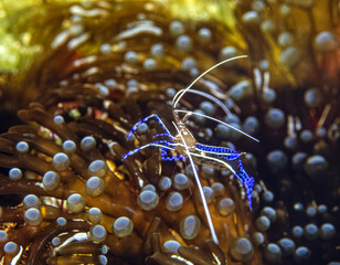 Pederson's shrimp,Ancylomenes pedersoni,