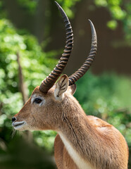 Antílope Impala closeup