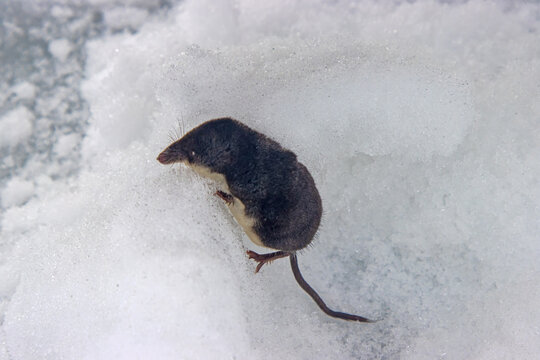 Eurasian water shrew (Neomys fodiens) on the April snow. Lake Ladoga, the mouth of the Svir river