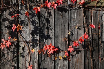 Winobluszcz pięciolistkowy - kolorowe pnącze. Naturalna ozdoba ogrodzeń, płotów, starych murów i  ścian domów © grzegorz