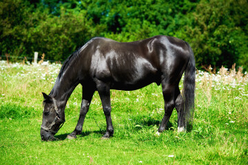 Horse, animal and eating grass on field for agriculture, sustainability or livestock farming in countryside. Outdoor, shiny stallion or grazing in meadow for nutrition or ecology in ranch environment