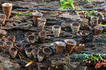 Fluted Bird’s Nest (Cyathus striatus) on a fallen tree in autumn forest