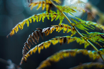Macro de fougères sauvages dans la forêt des Landes de Gascogne, pendant le coucher du soleil