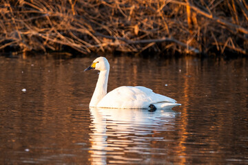 川島町白鳥飛来地 朝日に照らされた白鳥　埼玉県比企郡川島町
