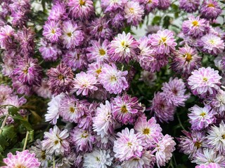 Fototapeta premium pink and white flowers