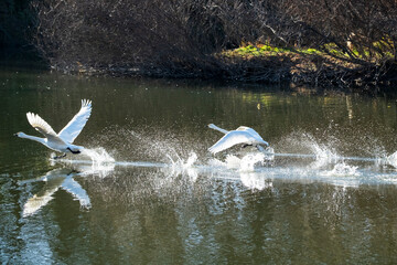 川島町白鳥飛来地 水辺から飛び立つ白鳥　埼玉県比企郡川島町