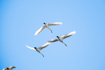 川島町白鳥飛来地の白鳥　埼玉県比企郡川島町