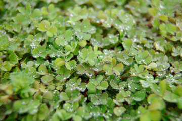 Dew on leaves .Drop of dew in morning on clover leaf .Natural plant green background of small wild clover .Raindrop fallen on the green clover leaf.