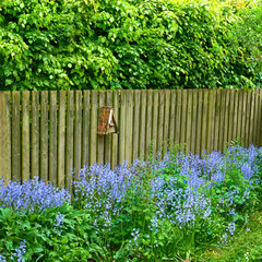 Flowers, plants and fence in backyard of garden with natural growth, sustainability and ecology....