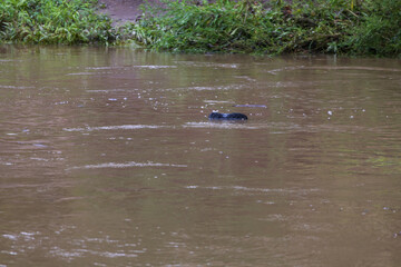 A shoe floats on the surface of a river after a flood