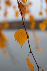 autumn leaves on the ground