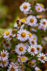 bee on a camomile