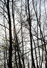 A grove of leafless trees, trees in silhouette