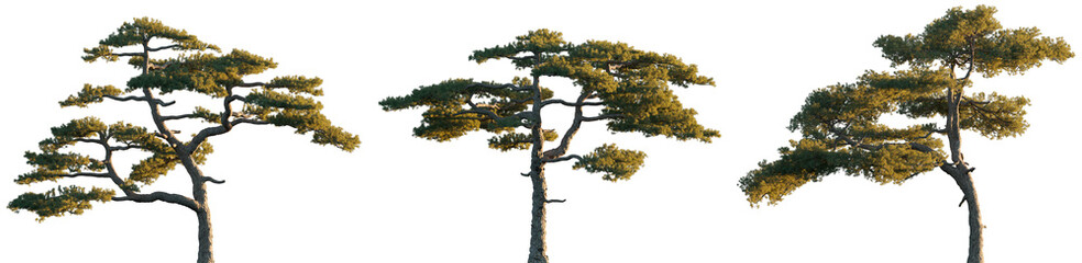 Pinus taiwanensis pine tree (Taiwan red pine, Taiwan song) isolated png on a transparent background evening light premium cutout Pinaceae mountain fir 