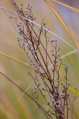 flowers in the morning