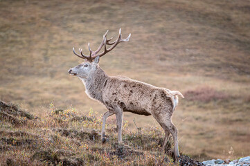 An autumnal close up HDR image of a Scottish Red Deer stag, Cervus elephus,scoticus on the hills of Ardour, Scotland