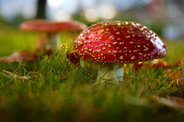 Amanita Mushrooms in Grass. A red Amanita Muscaria mushroom growing in the grass.


