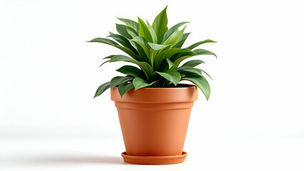 Indoor Green Plant in Terracotta Pot with Saucer