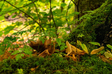 The road to Wick Scotland