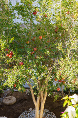 A fruit-bearing deciduous shrub pomegranate (Punica granatum) in the garden on the Greek island of Kalymnos