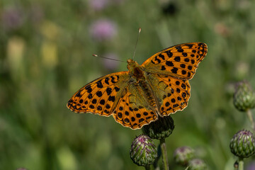 A brown and black spotted butterfly is perched on a flower