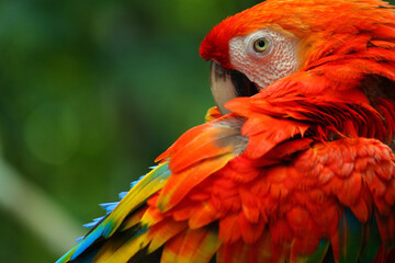 Arara © marcomoreira