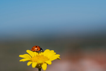 A ladybug is sitting on a yellow flower