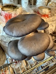 Black, Pearl, King, Oyster, mushrooms, Fungi, growing, wood, natural, food 6