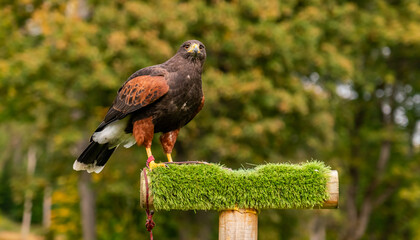 The road to Wick Scotland