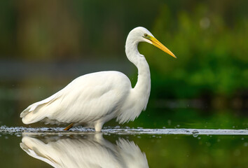 Great white egret ( Egretta alba ) close up