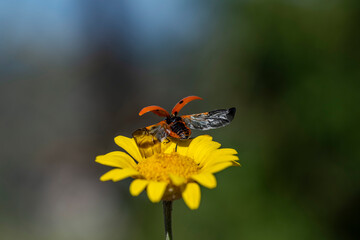 A ladybug is sitting on a yellow flower