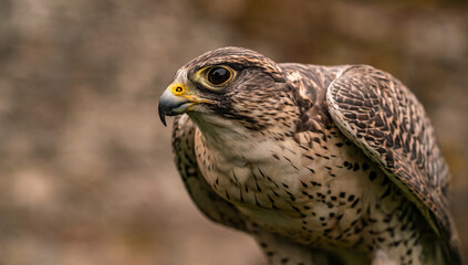 The road to Wick Scotland