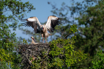 Two white storks in their nest on a tree