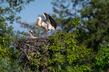 Two white storks in their nest on a tree