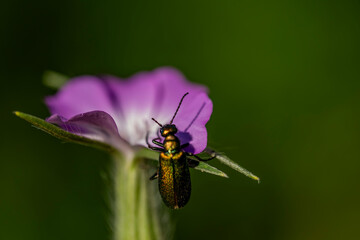 A bug is sitting on a purple flower