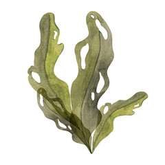 Olive-green watercolor seaweed clipart with large, porous leaves. Brown kelp, fucus sea plant, isolated algae illustration for ocean designs, natural underwater vegetation, food supplements © Fofito