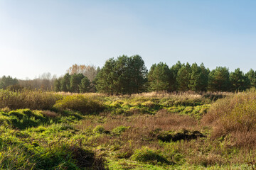 Uneven hilly forest clearing with various types of grass and shrubs surrounded by young pine and deciduous trees. Autumn landscape of wild area on sunny day and contrasting lighting of low sun