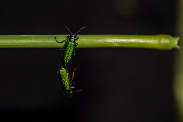 Two green bugs are on a leaf