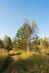 A dirt path winds through a field of tall grass. The path is lined with trees on both sides, and the sky is a clear blue.