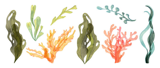 Collection of watercolor algae, seaweed and coral clipart in green, yellow, blue, red and orange shades. Aquatic life illustrations for marine and coastal projects, isolated kelp, laminaria, sea grape © Fofito