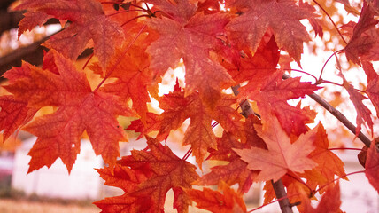 Autumn Pattern: Maple Leaves