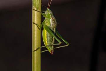 A green bug is on a green plant