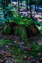 Fototapeta premium Landscapes - Forest - Europe, Romania, Suceava region