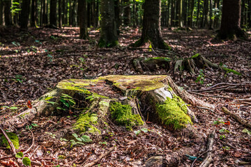 Landscapes - Forest - Europe, Romania, Suceava region