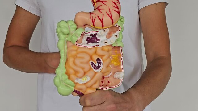 Woman  with human colon and stomach anatomy model