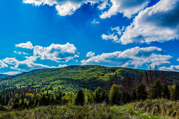 Landscapes - Forest - Europe, Romania, Suceava region